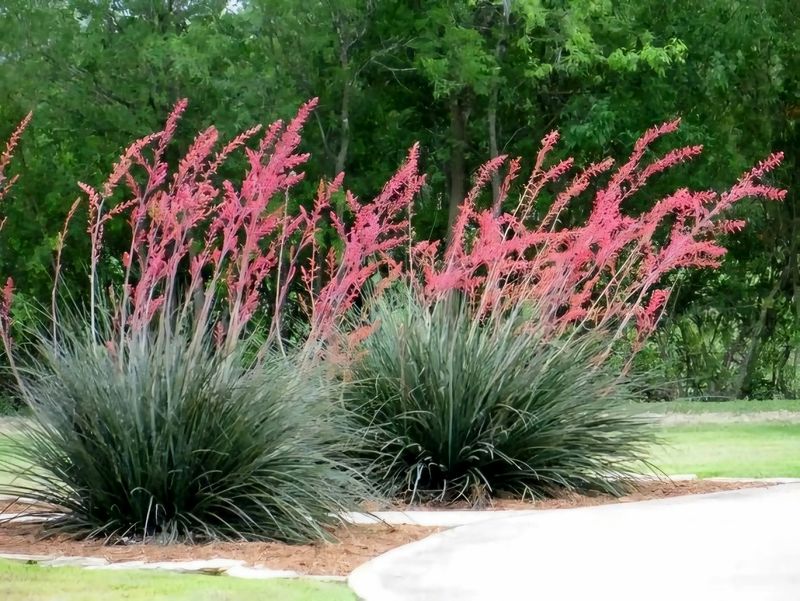 Hardy Arizona Flowers That Keep Blossoming When Temps Drop - Decor Hint Red Yucca