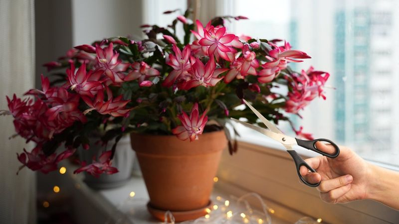 Arizona's Christmas Cactus Trend Is Back With Blooms Ready By Thanksgiving - Decor Hint Mastering the Darkness Technique