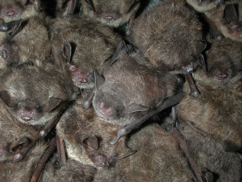 Things You Probably Didn't Know About Pennsylvania's Most Unique Tunnel - Decor Hint Home to Thousands of Bats