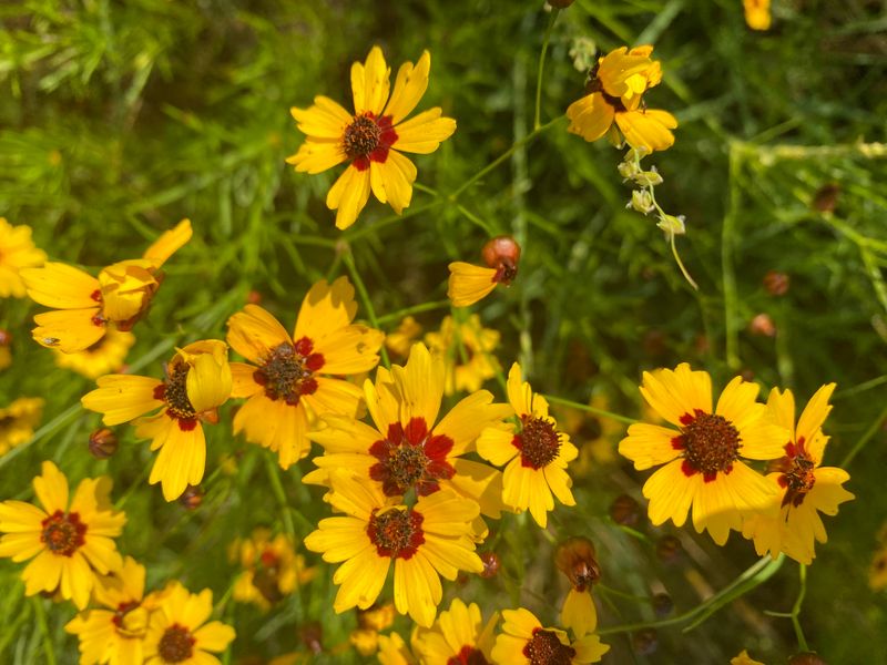 14 Texas Flowers That Survive The Heat And Make Any Yard Look Pricier - Decor Hint Coreopsis
