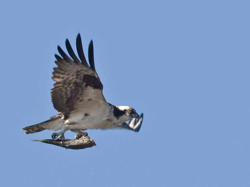 Wildlife Watching Opportunities