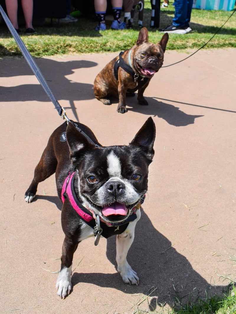 Seasonal Festivals In California You Can't Miss This Fall - Decor Hint Doggie Street Festival In San Diego