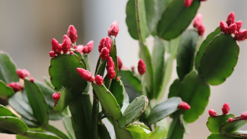 Easy Christmas Cactus Tips That Guarantee Blooms Before Holiday Guests Arrive - Decor Hint Never Move Your Plant Once Buds Appear