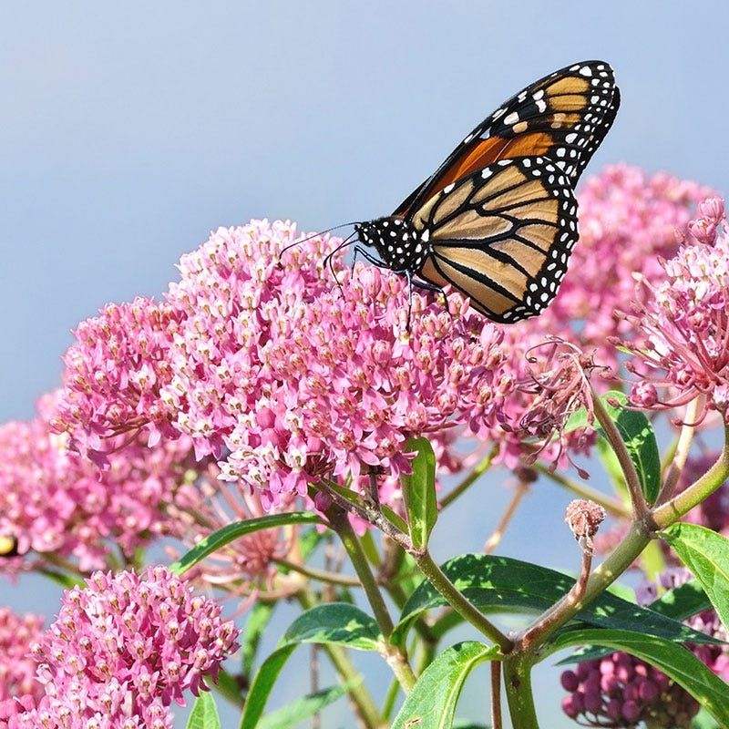 Swamp Milkweed