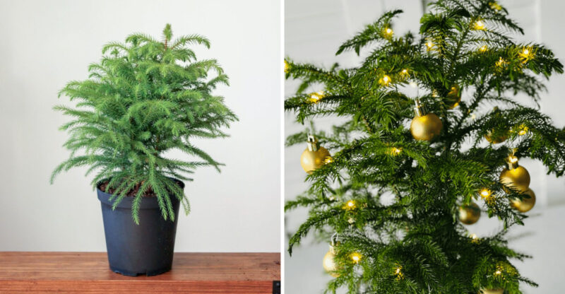 Reasons Mini Norfolk Pines Are The Perfect Holiday Tree For Oregon Homes