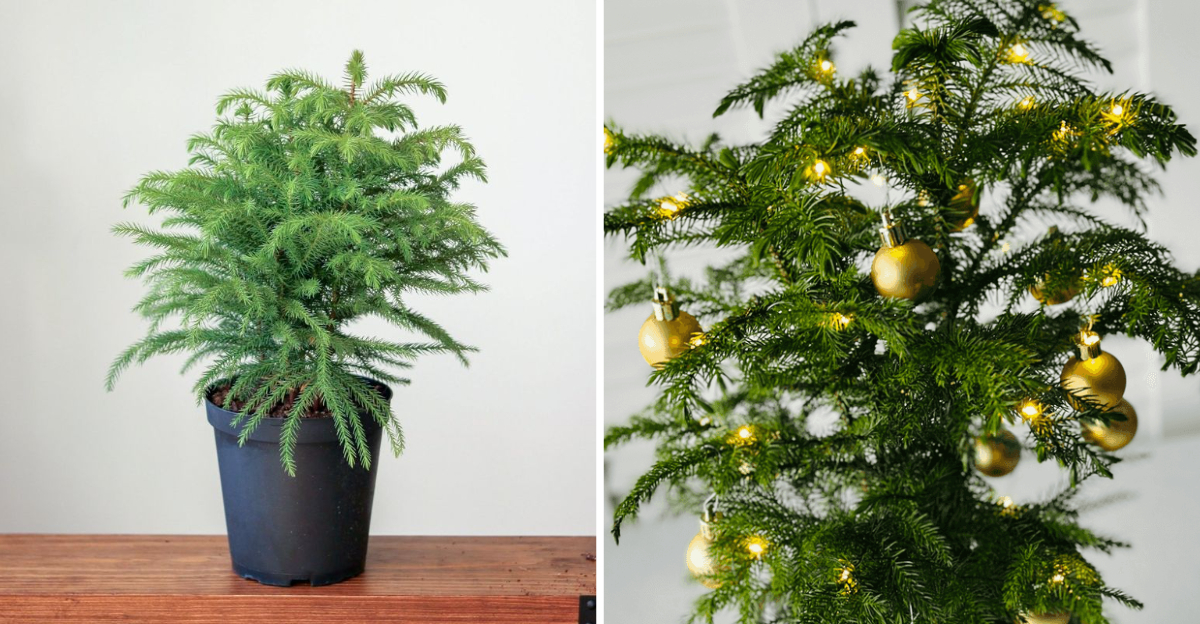 Reasons Mini Norfolk Pines Are The Perfect Holiday Tree For Oregon Homes - Decor Hint