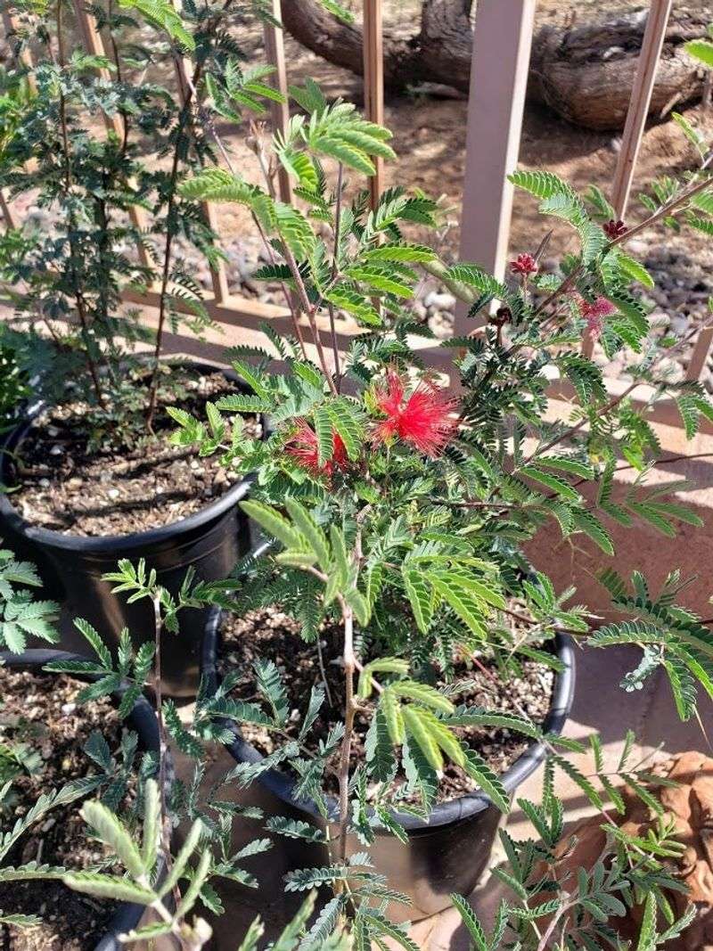 Hardy Arizona Flowers That Keep Blossoming When Temps Drop - Decor Hint Baja Fairy Duster