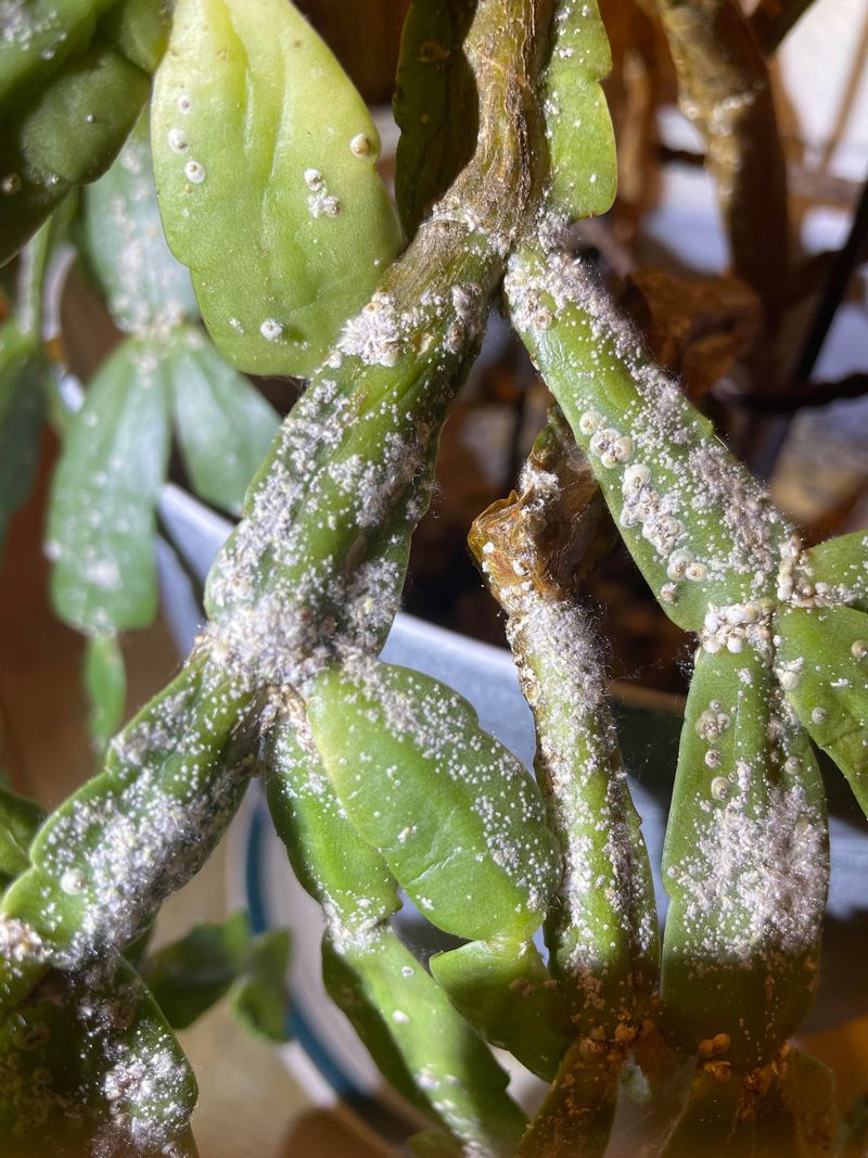 Easy Christmas Cactus Tips That Guarantee Blooms Before Holiday Guests Arrive - Decor Hint Check Regularly for Common Pests and Treat Quickly