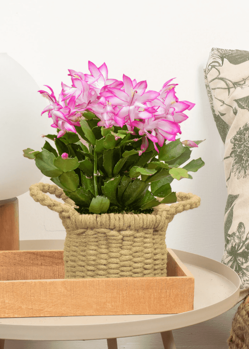 Get Creative With Styling