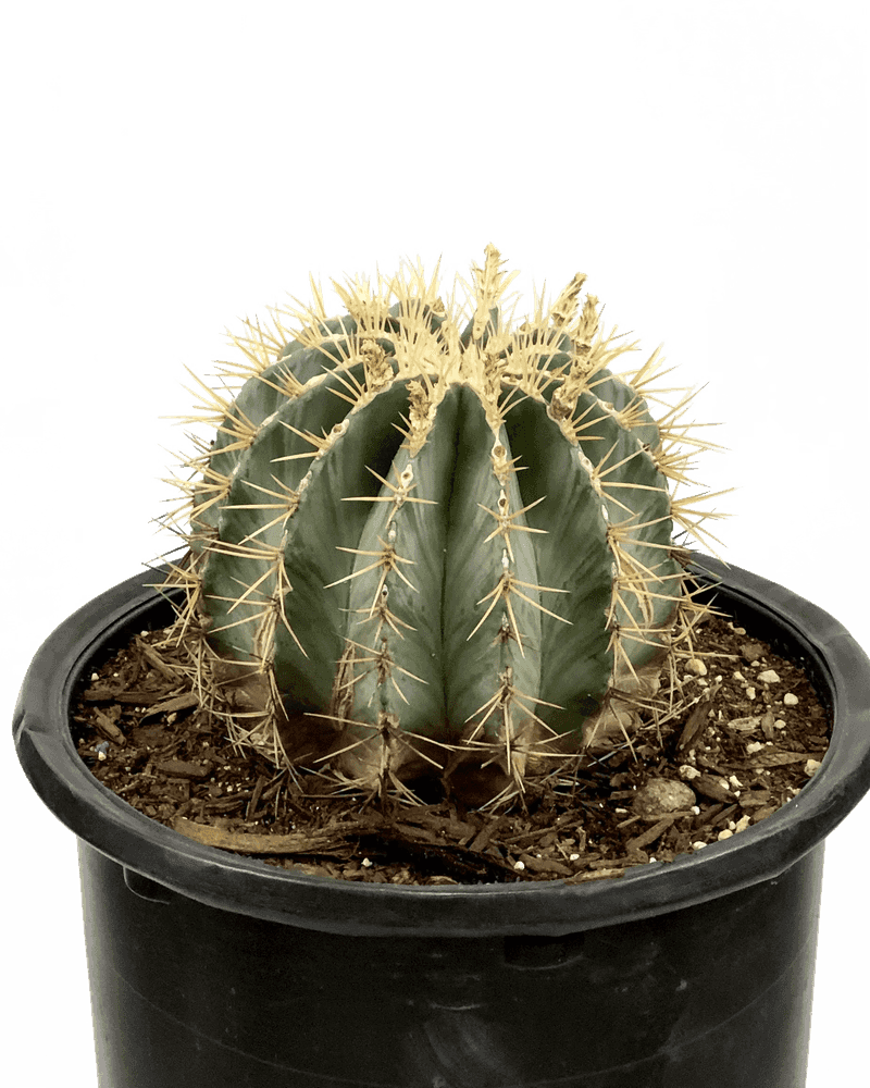 New Mexico Antiques And Memorabilia That Don't Fetch What They Used To - Decor Hint Plastic Cactus Souvenirs
