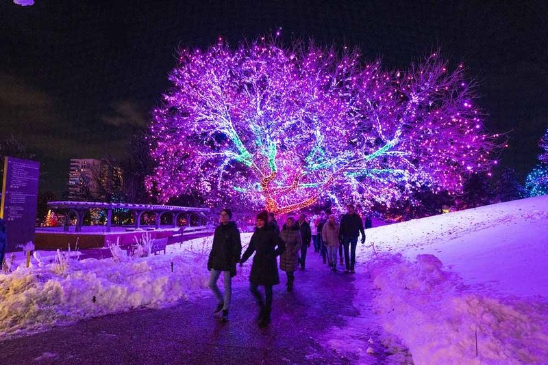 Fun Things To Do In Colorado This Thanksgiving Weekend - Decor Hint Blossoms of Light at Denver Botanic Gardens