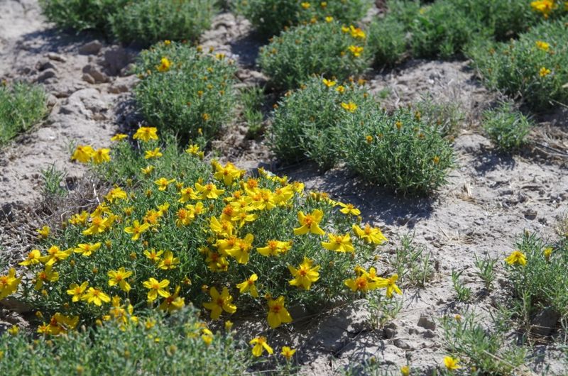 16 New Mexico Flowers That Thrive In The Desert Sun And Make Any Yard Look Luxurious - Decor Hint Desert Zinnia