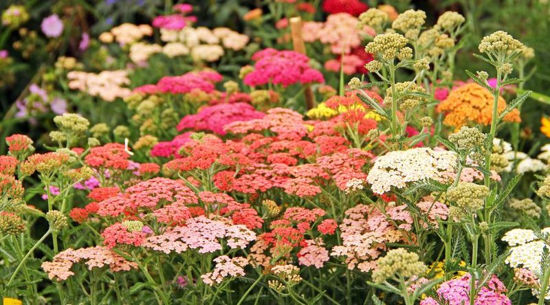 16 New Mexico Flowers That Thrive In The Desert Sun And Make Any Yard Look Luxurious - Decor Hint Yarrow