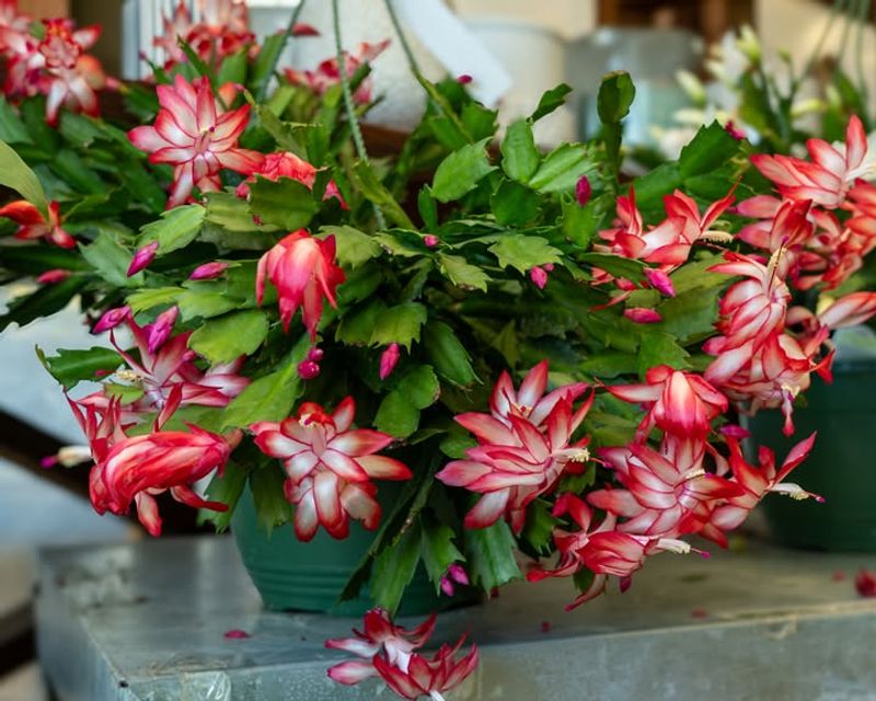 Generations Of Holiday Memories