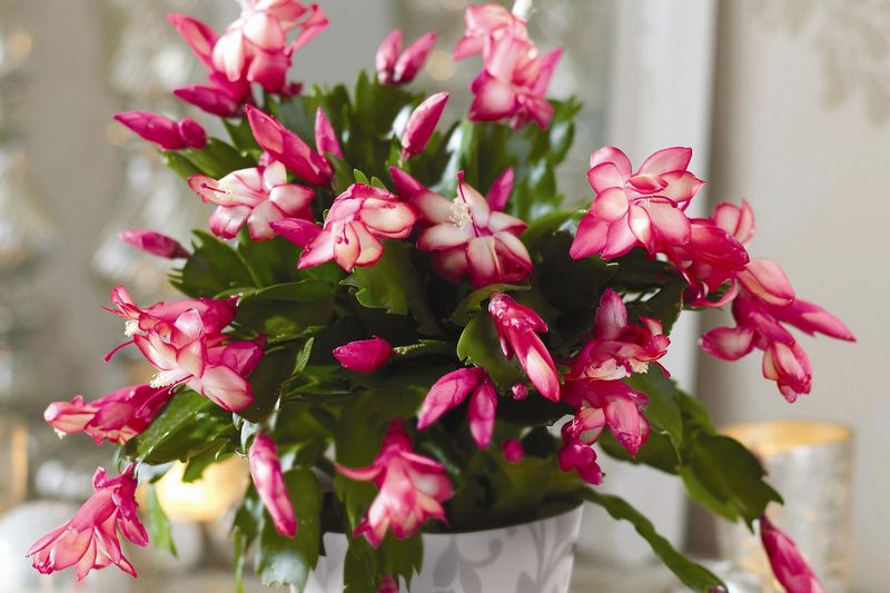 Gift-Worthy And Gorgeous: Why The Christmas Cactus Is Trending In Georgia Homes - Decor Hint Minimal Effort, Maximum Reward