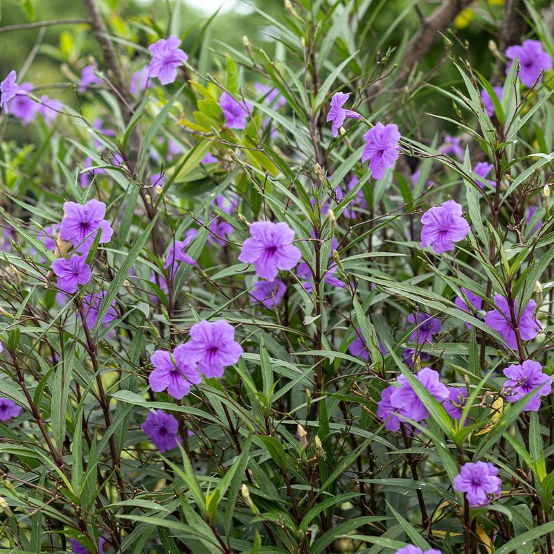 14 Texas Flowers That Survive The Heat And Make Any Yard Look Pricier - Decor Hint Mexican Petunia