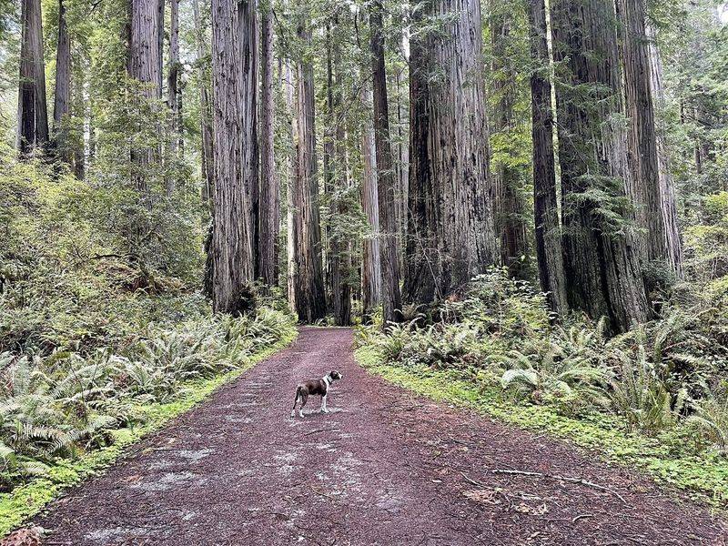 Redwood National And State Parks
