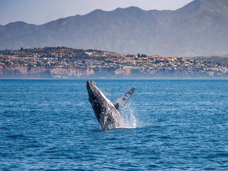 Dana Point Activities Only A California Native Would Recommend - Decor Hint Whale Watching Capital Experience