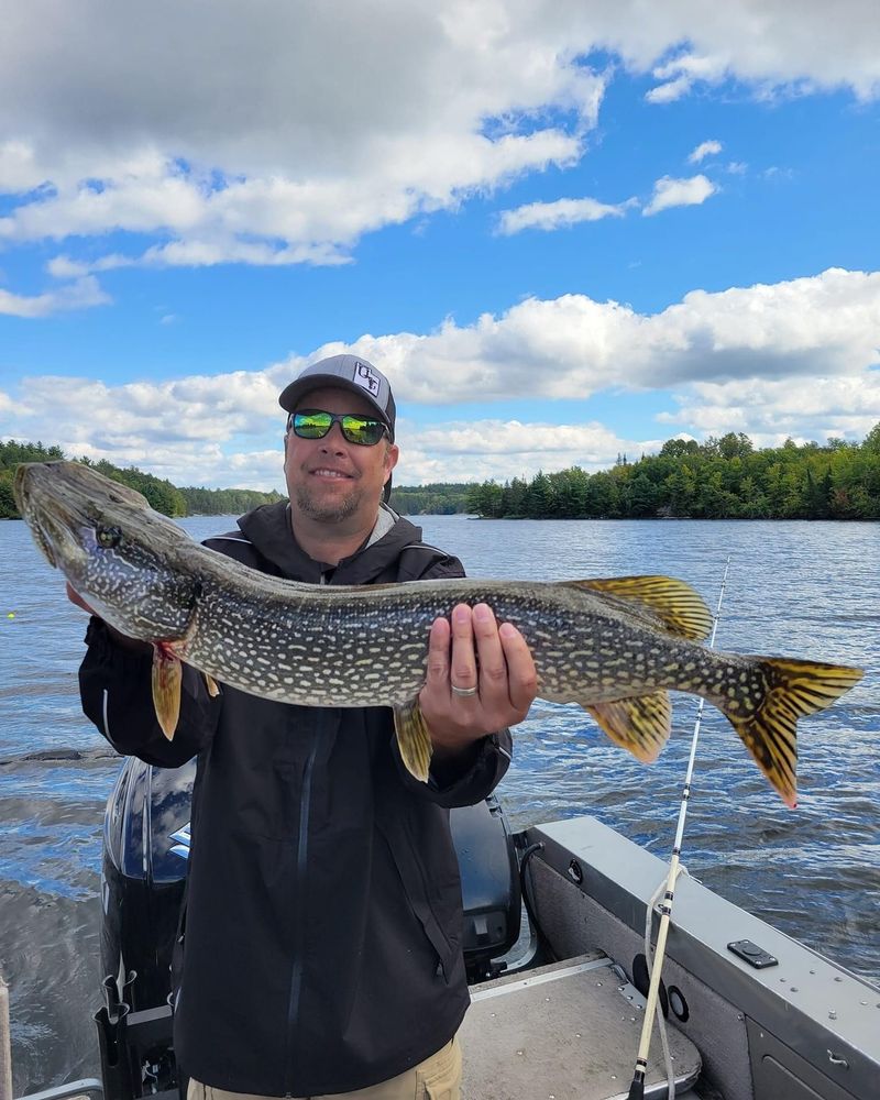Healthy Northern Pike Lurking In Weedy Bays