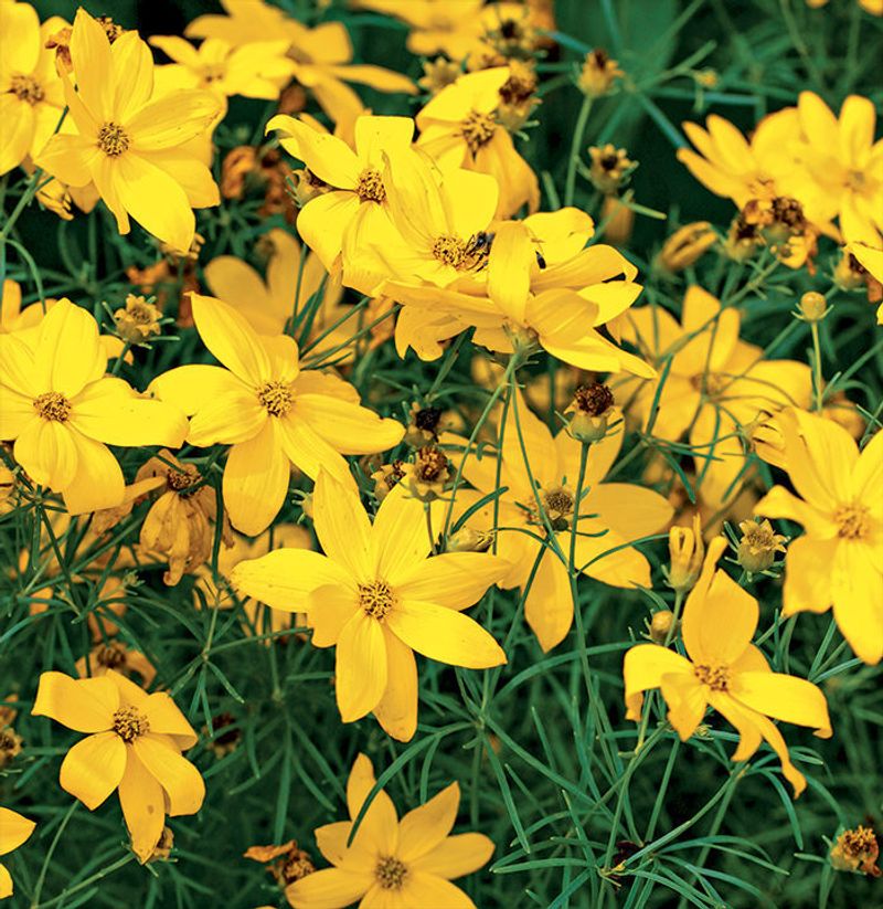 Coreopsis