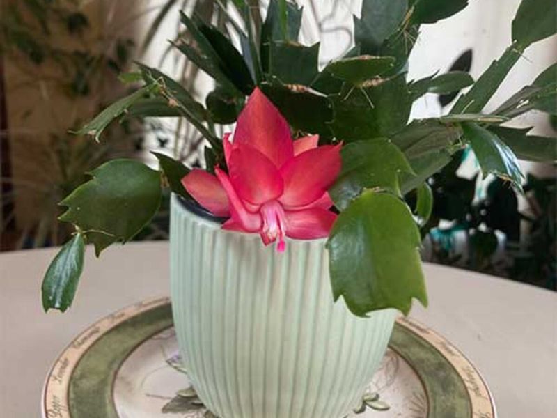 Mood-Boosting Green Therapy