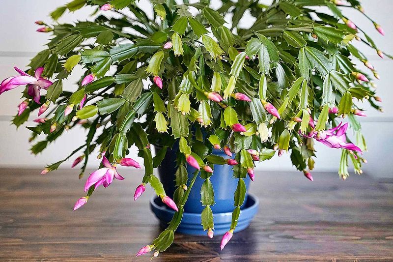 Gift-Worthy And Gorgeous: Why The Christmas Cactus Is Trending In Georgia Homes - Decor Hint Carries Heartwarming Holiday Symbolism