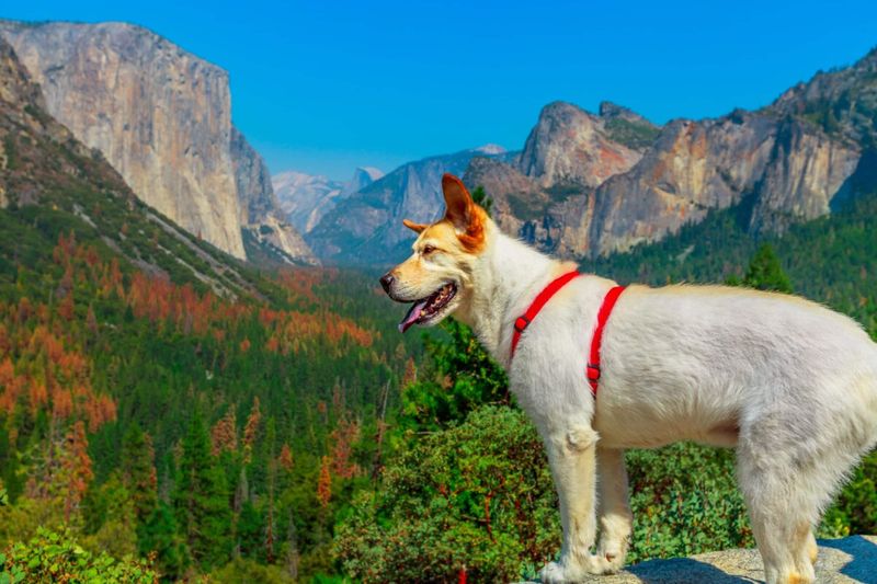 Yosemite Valley (Pet-Friendly Areas)