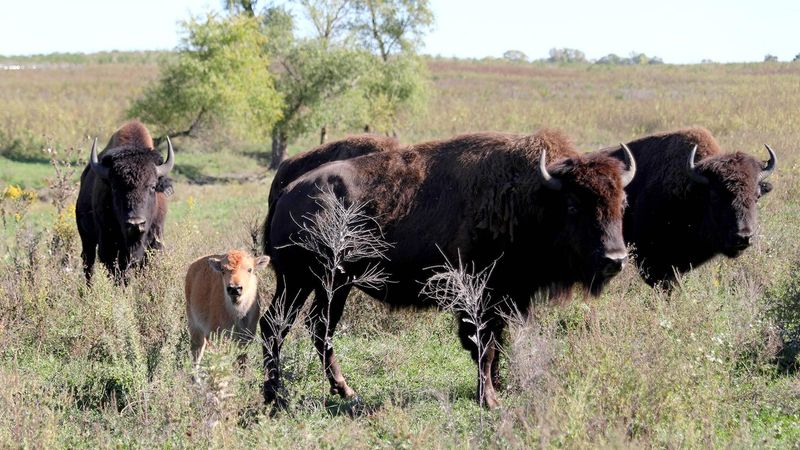 National Parks In Illinois That Locals Prefer To Keep Quiet - Decor Hint Midewin National Tallgrass Prairie
