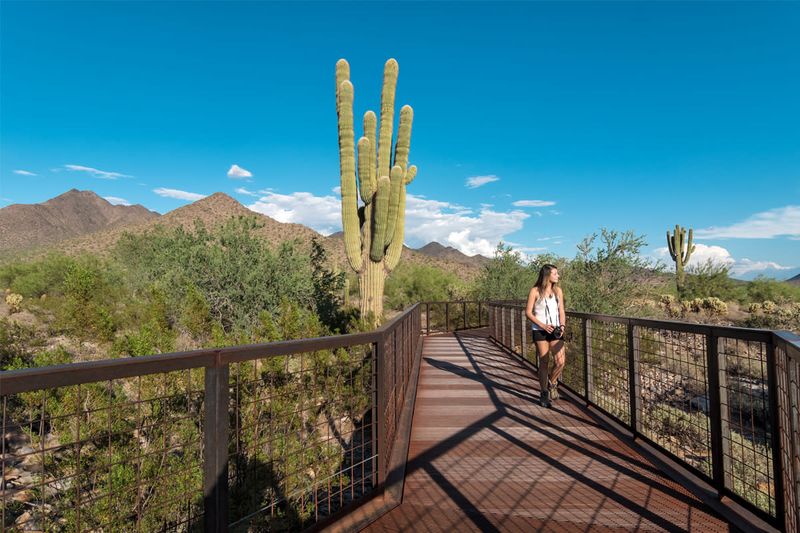 Experience McDowell Sonoran Preserve