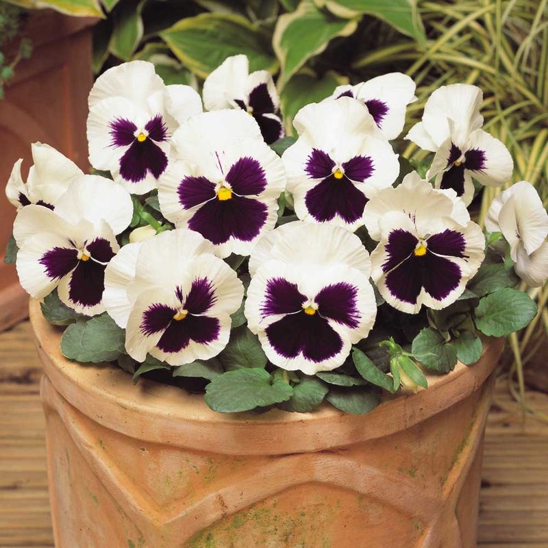 Hardy Arizona Flowers That Keep Blossoming When Temps Drop - Decor Hint Pansy