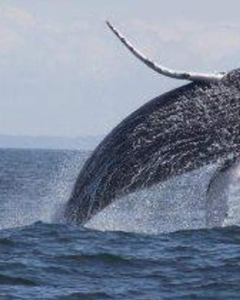 Whale Spotting Or Bird Watching