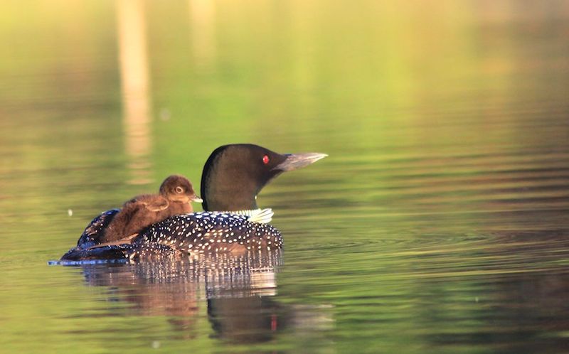 Secret Michigan Lakes That Locals Hope Stay Under The Radar - Decor Hint Loon Lake