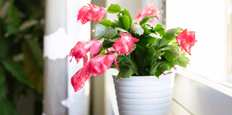 Easy Christmas Cactus Tips That Guarantee Blooms Before Holiday Guests Arrive - Decor Hint Provide Bright Indirect Light During Daytime Hours