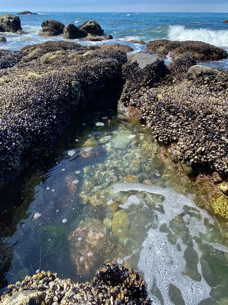 Dana Point Activities Only A California Native Would Recommend - Decor Hint Hidden Tide Pool Exploration