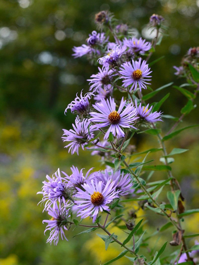 New England Aster