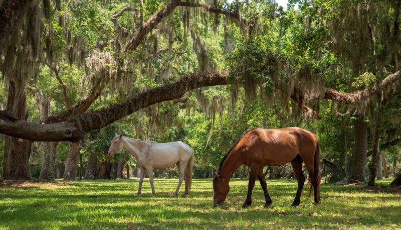 Hidden Gems In Georgia You Didn't Know About - Decor Hint Cumberland Island National Seashore