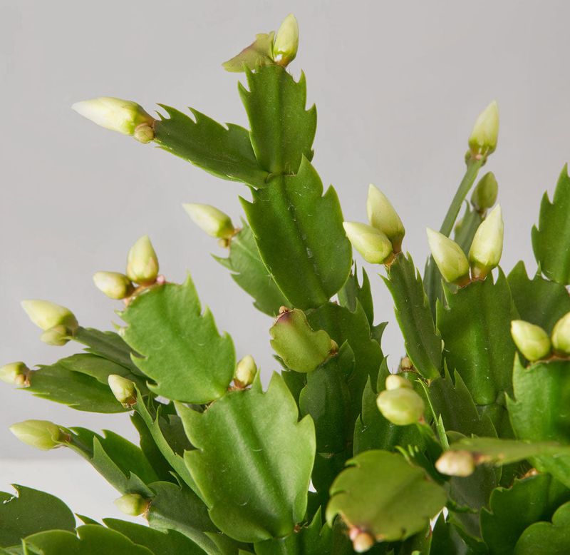 Arizona's Christmas Cactus Trend Is Back With Blooms Ready By Thanksgiving - Decor Hint Smart Watering During Bud Development