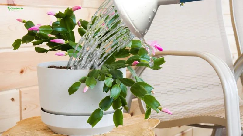 Watering Without Worry