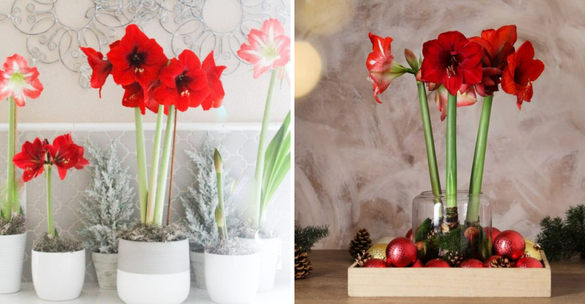 Tennessees New Holiday Decor Trend Combines Christmas Cactus And Amaryllis For A Beautiful Indoor Look - Decor Hint
