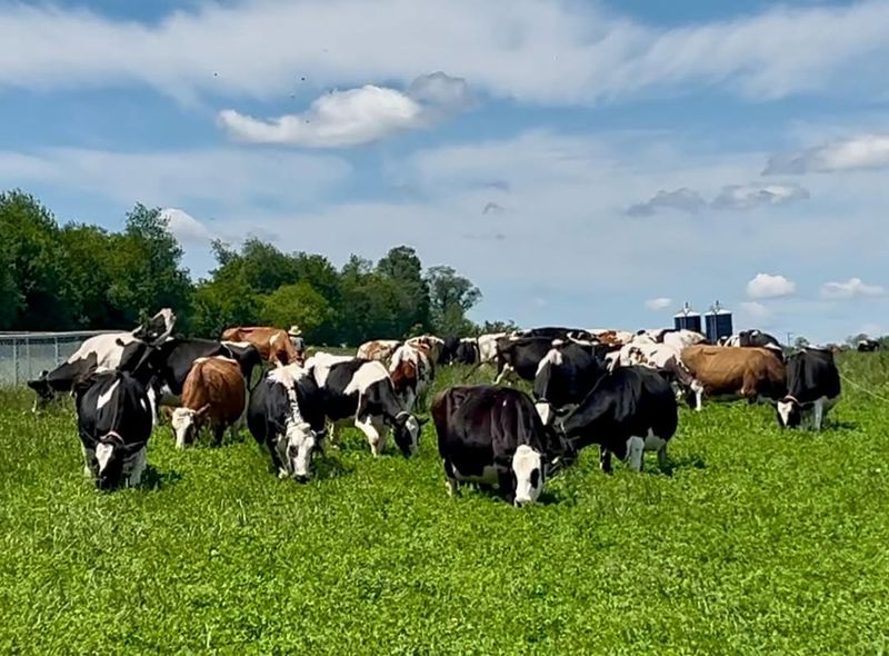 Pastoral Grazing Livestock Scenes
