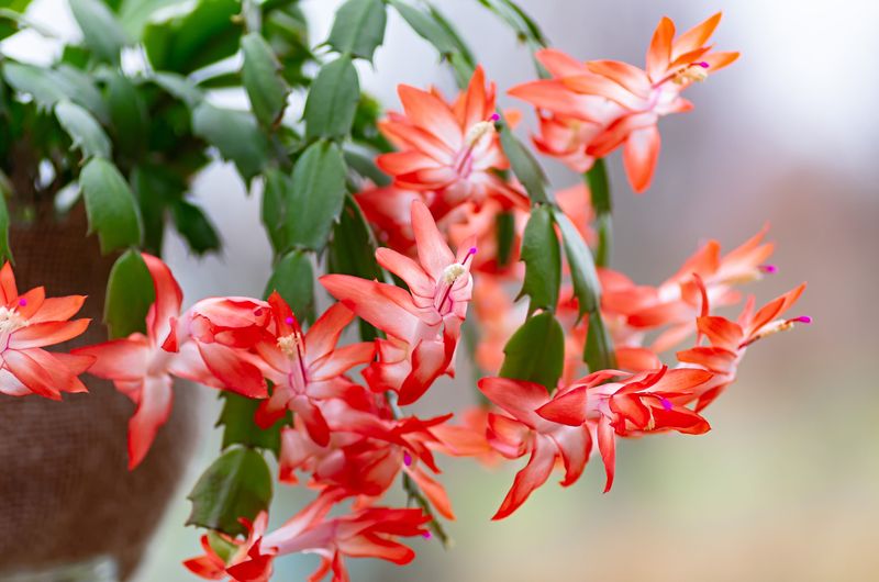Arizona's Christmas Cactus Trend Is Back With Blooms Ready By Thanksgiving - Decor Hint Perfect Timing for Holiday Blooms