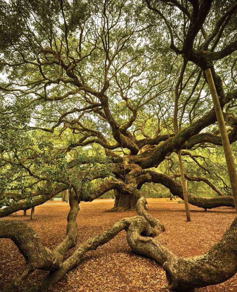 Add Southern Live Oaks