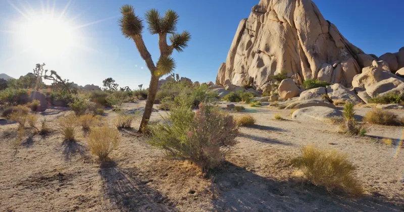Top Things To Do In Southern California - Decor Hint Joshua Tree National Park