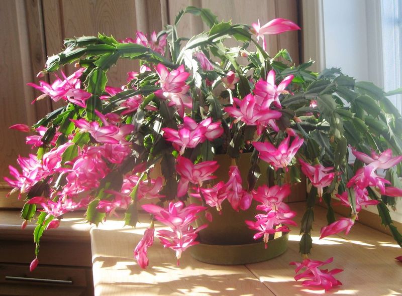 Tennessee's New Holiday Décor Trend Combines Christmas Cactus And Amaryllis For A Beautiful Indoor Look - Decor Hint Texture Contrast Creates Visual Interest