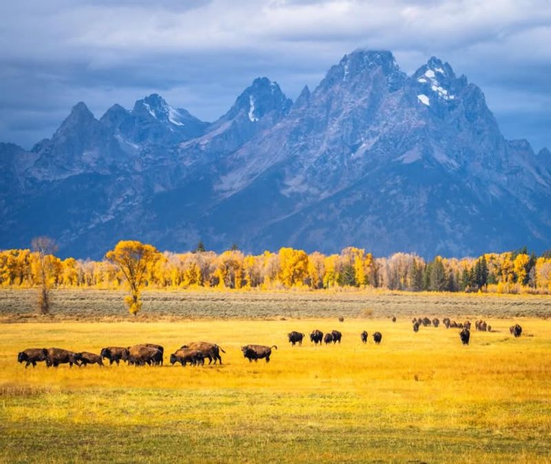 10 Must-Do Experiences On Your Wyoming Bucket List - Decor Hint Spot Wild Bison in Grand Teton National Park