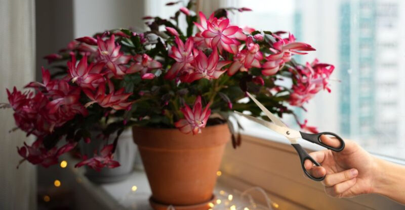 Washington Winters Made Easy: Tips For Gorgeous Holiday Cactus Blooms