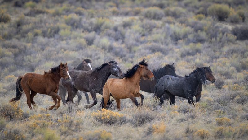 10 Must-Do Experiences On Your Wyoming Bucket List - Decor Hint Photograph Wild Horses in the Red Desert