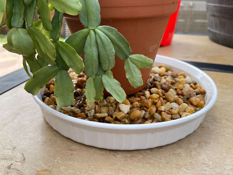 Boosting Humidity Around Your Plant