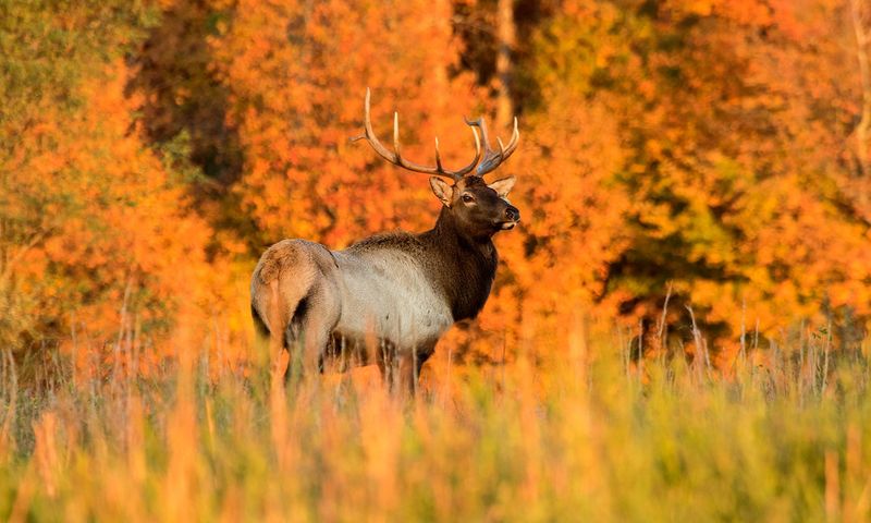 Elk Vanished Over 150 Years Ago