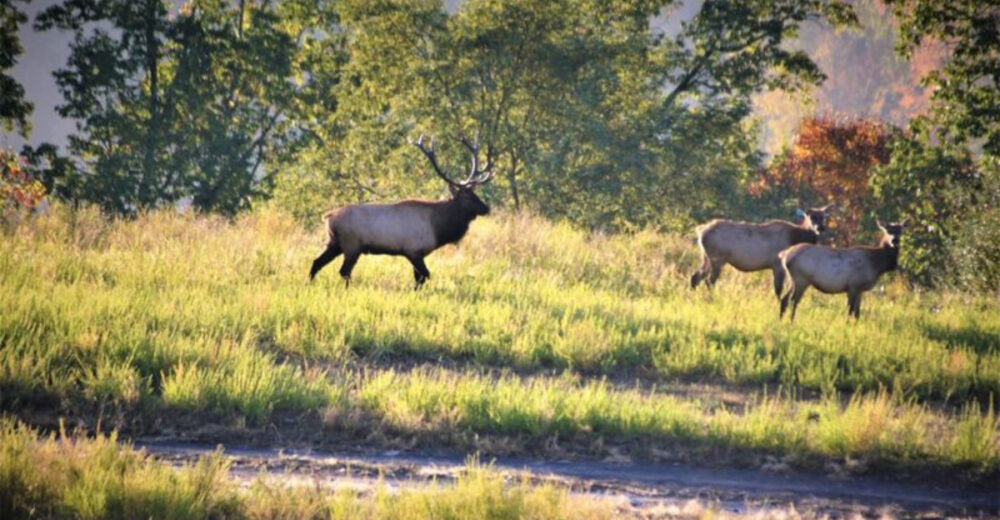 Where Coal Once Ruled Central Appalachia Welcomes Thriving Elk Populations - Decor Hint
